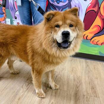 "Fluffy" -  Chow Chow Dog for Adoption in Lyndhurst, Virginia - "Fluffy" | PetCurious