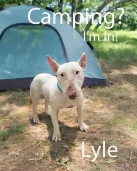 Rescue Bull Terrier Dogs for Adoption in Palm Desert, California - Lyle | PetCurious