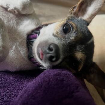 Zach -  Chihuahua Dog for Adoption in Blair, Wisconsin - Zach | PetCurious