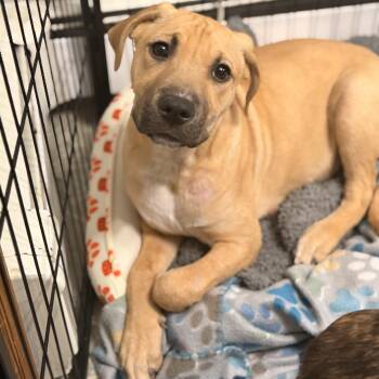 American Staffordshire Terrier Dogs Available for Adoption - Tito The Burrito | PetCurious