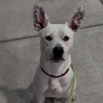 Tex -  Pit Bull Terrier Dog for Adoption in Wichita, Kansas - Tex | PetCurious