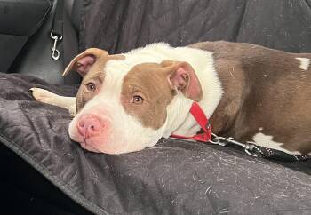 Pit Bull Terrier Dogs Available for Adoption in Medfield, Massachusetts - Mallomar | PetCurious