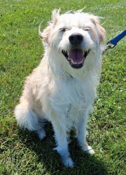 Rocky Mae -  Wirehaired Terrier and Mixed Breed Dog for Adoption in Fremont, Ohio - Rocky Mae | PetCurious