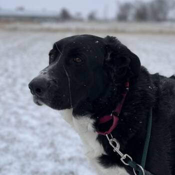 Newfoundland Dog and Mixed Breed Dogs Available for Adoption - Newton | PetCurious