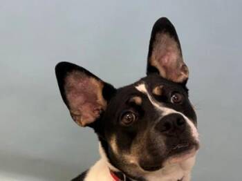 Lakota -  Pit Bull Terrier and Mixed Breed Dog for Adoption in Woodbury, Minnesota - Lakota | PetCurious
