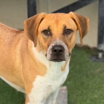 Rescue Labrador Retriever Dogs for Adoption in Loxahatchee Groves, Florida - Firefly 9671 | PetCurious