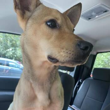 Mixed Breed Dogs Available for Adoption in Columbus, Georgia - 05/28/2026-Stray-DerbyCourt | PetCurious
