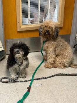 Pebble -  Poodle Dog for Adoption in Sorrento, Louisiana - Pebble | PetCurious