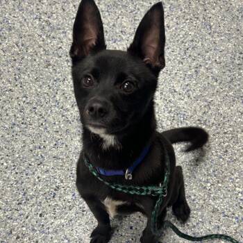 Cinco -  Chihuahua and Mixed Breed Dog for Adoption in Greenville, South Carolina - Cinco | PetCurious