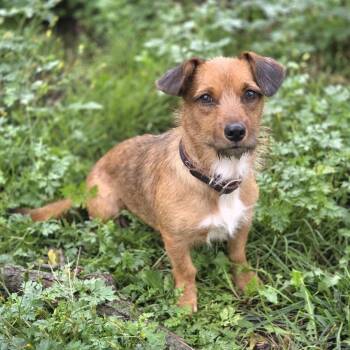 Thimble -  Wirehaired Dachshund Dog for Adoption in Lincoln, Nebraska - Thimble | PetCurious