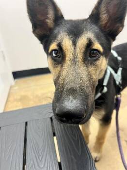 Radar -  German Shepherd Dog and Labrador Retriever Dog for Adoption in Liverpool, Texas - Radar | PetCurious