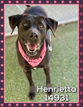 Rescue Black Labrador Retriever Dogs for Adoption in Marietta, Georgia - HENRIETTA | PetCurious