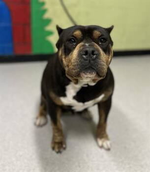 Pit Bull Terrier Dogs Available for Adoption in Indianapolis, Indiana - CREPE | PetCurious