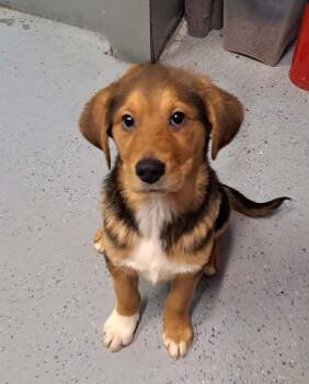 Labrador Retriever and Shepherd Dogs Available for Adoption in Milton, Georgia - Erik Clapton | PetCurious