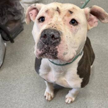 Scout 02-2126 -  Pit Bull Terrier and Mixed Breed Dog for Adoption in Covington, Georgia - Scout 02-2126 | PetCurious