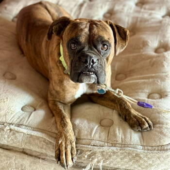 Rescue Boxer Dogs for Adoption in Monticello, New York - Bubba | PetCurious