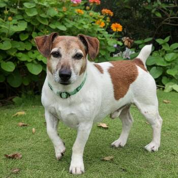 Dexter -  Jack Russell Terrier Dog for Adoption in Toms Brook, Virginia - Dexter | PetCurious