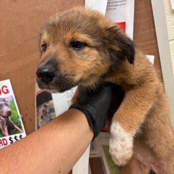 Rasha -  Mixed Breed Dog for Adoption in Memphis, Tennessee - Rasha | PetCurious