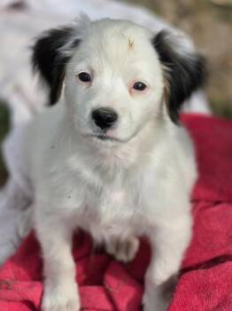 Aiden -  Australian Shepherd and Mixed Breed Dog for Adoption in Carthage, Missouri - Aiden | PetCurious