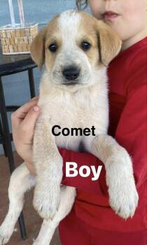 Great Pyrenees Dogs Available for Adoption in Winter Park, Colorado - Comet | PetCurious