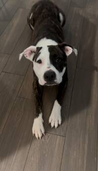 Rascal -  American Staffordshire Terrier and Pit Bull Terrier Dog for Adoption in Mooresville, North Carolina - Rascal | PetCurious