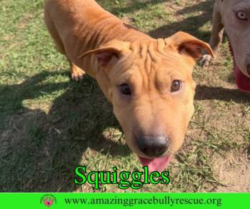 Shar Pei Dogs Available for Adoption in Pensacola, Florida - Squiggles | PetCurious