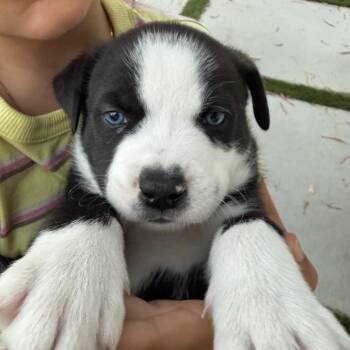 Husky and Mixed Breed Dogs Available for Adoption in Oceanside, California - Cooper | PetCurious