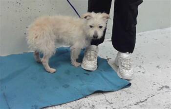 Fox Terrier and Mixed Breed Dogs Available for Adoption in Houston, Texas - BENJAMIN | PetCurious