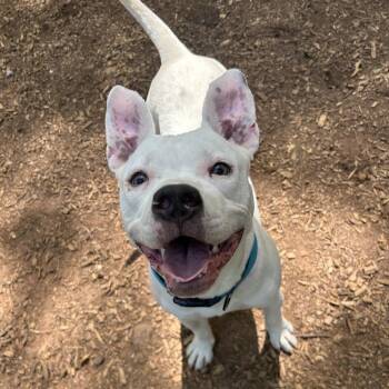 Phantom -  Mixed Breed Dog Available for Adoption in Decatur, Georgia - Phantom | PetCurious
