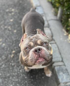 Brisket -  Bulldog Dog for Adoption in Port Washington, New York - Brisket | PetCurious