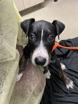 MANNY -  Pit Bull Terrier Dog for Adoption in Las Vegas, Nevada - MANNY | PetCurious