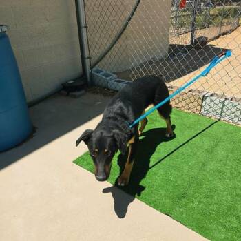 Shepherd and Doberman Pinscher Dogs Available for Adoption in California City, California - Tye | PetCurious