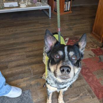 Australian Cattle Dog Blue Heeler Dogs Available for Adoption - Bear  | PetCurious