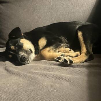 Rottweiler and Cattle Dog Dogs Available for Adoption - Kiwi | PetCurious