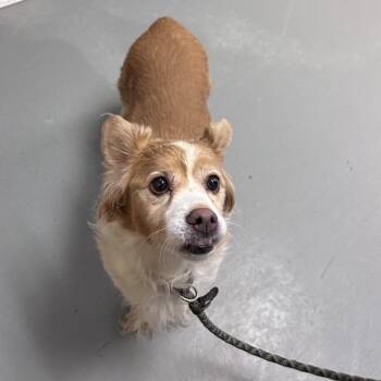 Mixed Breed Dogs Available for Adoption in Asheville, North Carolina - Suki | PetCurious