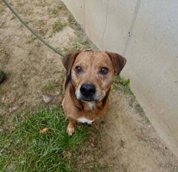 Rescue Beagle Dogs for Adoption in Hillsboro, Ohio - Rusty | PetCurious
