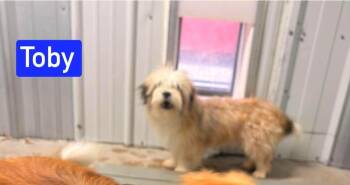 MO Toby -  Shih Tzu and Mixed Breed Dog for Adoption in Warrenton, Missouri - MO Toby | PetCurious