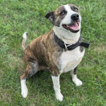 Rescue Mixed Breed Dogs for Adoption in Benton Harbor, Michigan - Maverick | PetCurious