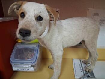 BRATZ -  Australian Cattle Dog Blue Heeler and Mixed Breed Dog for Adoption in Colorado Springs, Colorado - BRATZ | PetCurious