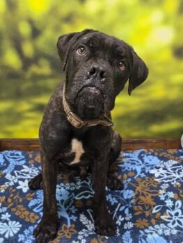 Cane Corso and Boxer Dogs Available for Adoption - Peter | PetCurious