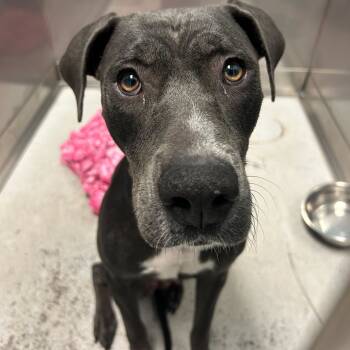 Rescue Mixed Breed Dogs for Adoption in Davenport, Iowa - Folie A Deux | PetCurious