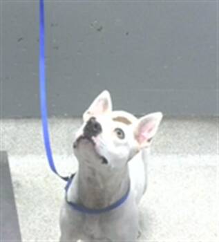 JAZZMIN -  American Staffordshire Terrier and Mixed Breed Dog for Adoption in Tallahassee, Florida - JAZZMIN | PetCurious