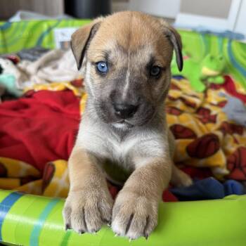 Pit Bull Terrier Dogs Available for Adoption - Sunny | PetCurious