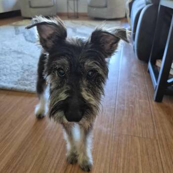 Miniature Schnauzer Dogs Available for Adoption in Homer Glen, Illinois - Drew | PetCurious
