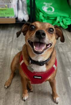 April -  Chihuahua and Terrier Dog for Adoption in Ellijay, Georgia - April | PetCurious