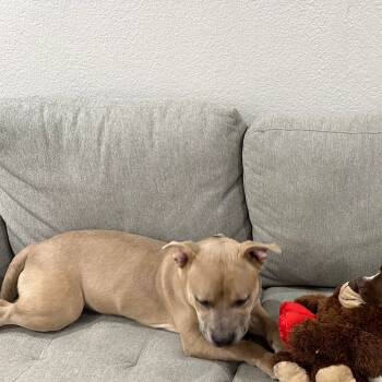 Rescue Pit Bull Terrier Dogs for Adoption in Yuma, Arizona - Diesel | PetCurious