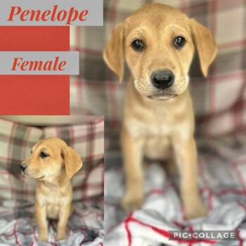 Labrador Retriever Dogs Available for Adoption in Manchester, Connecticut - Penelope | PetCurious