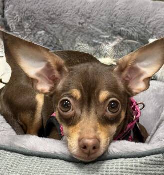 Chihuahua Dogs Available for Adoption in Mundelein, Illinois - Millie Mae | PetCurious