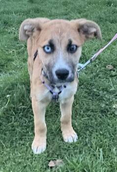 Shepherd Dogs Available for Adoption in Hillside, Illinois - Zendaya | PetCurious