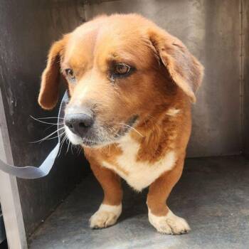 Spyro -  Corgi and Basset Hound Dog for Adoption in Kingman, Arizona - Spyro | PetCurious
